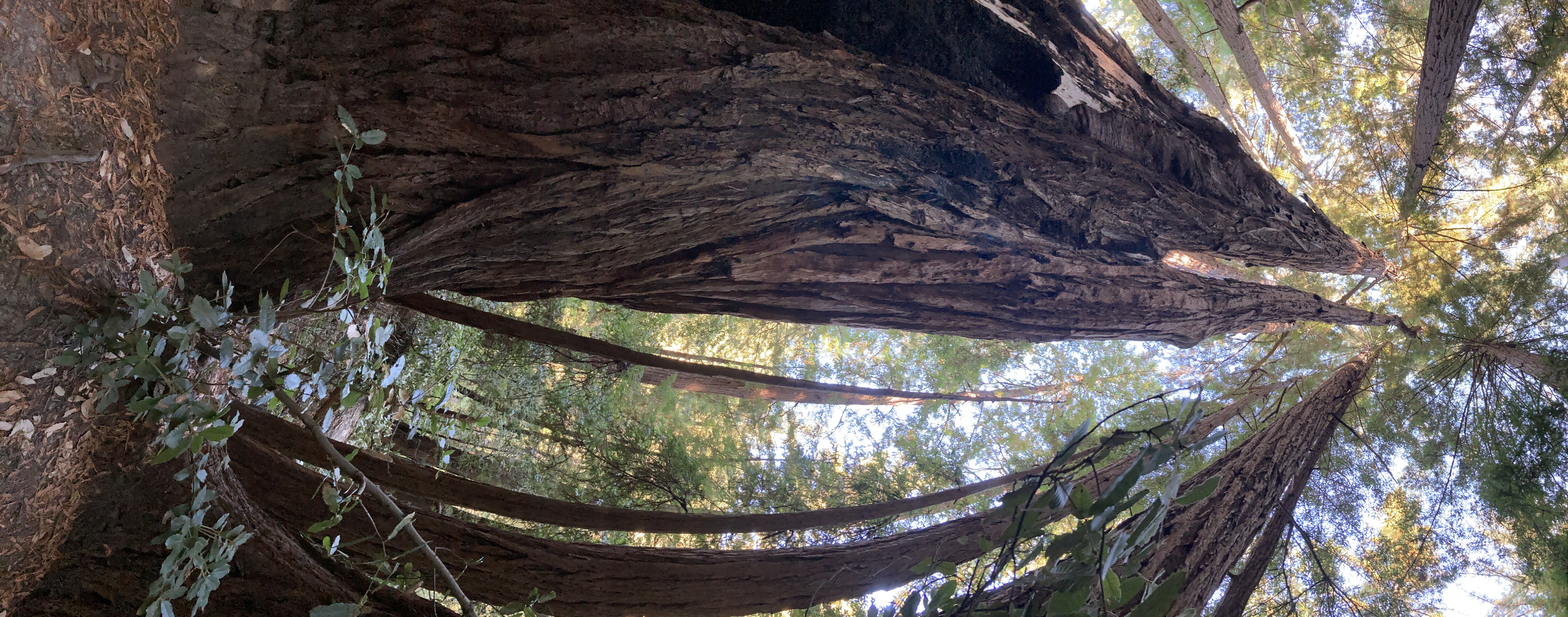 A tall stand of California coastal redwoods, light filtering down through the canopy